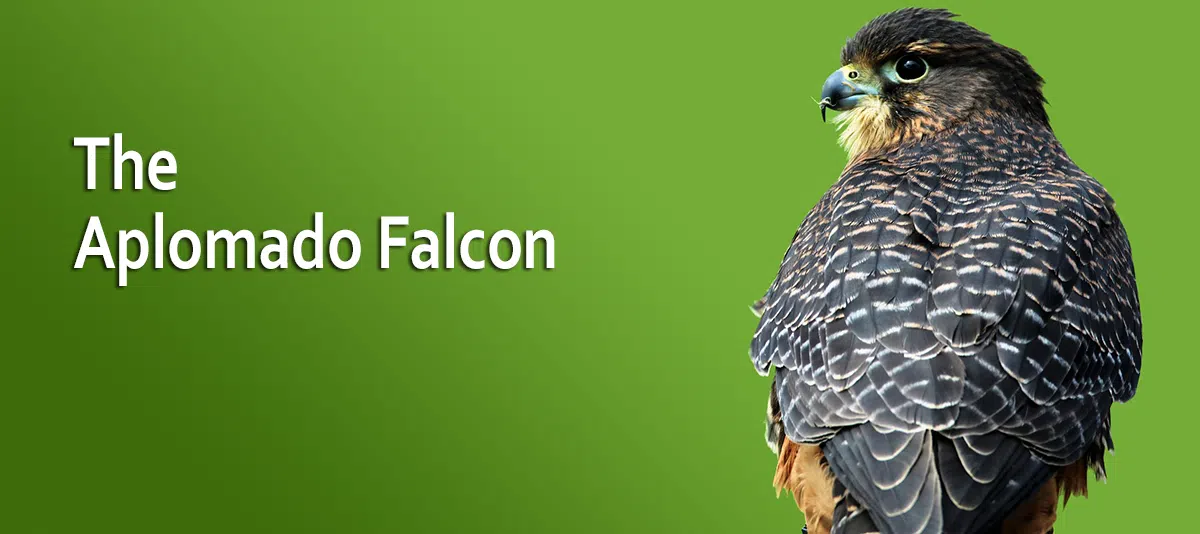 Aplomado Falcon