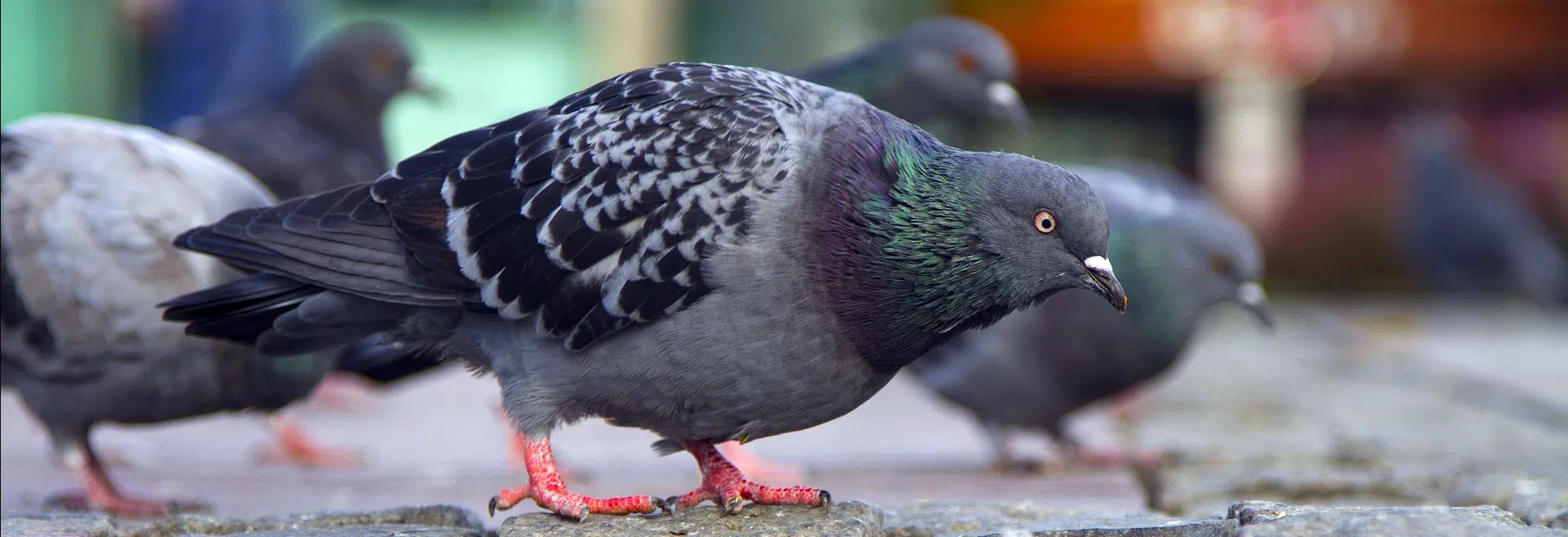 Bird Control and Abatement Bird Control and Abatement