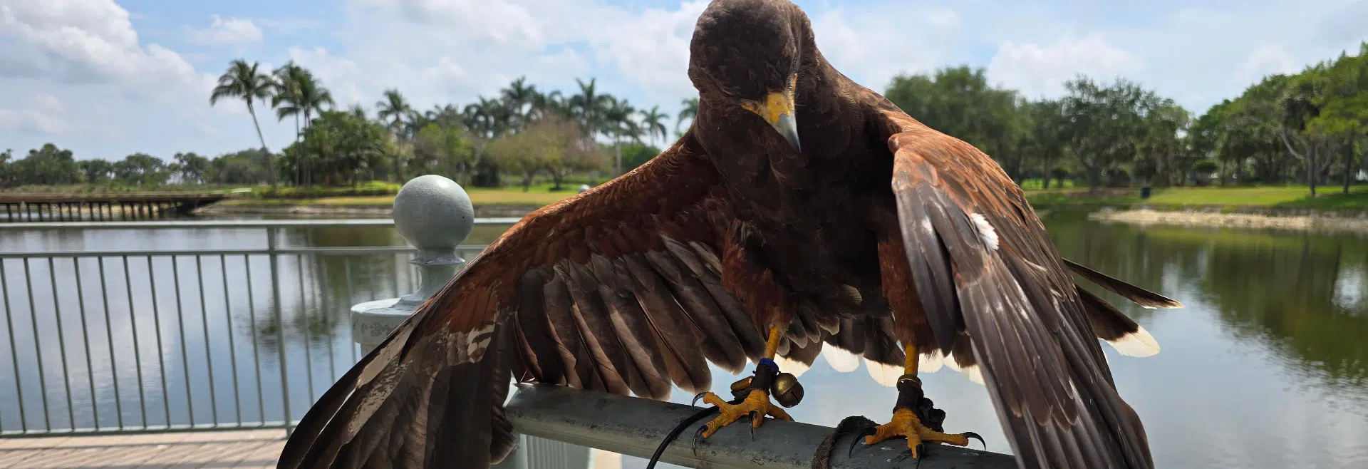 Contact Hawkeye Bird & Animal Control LLC bird of prey with outstretched wings