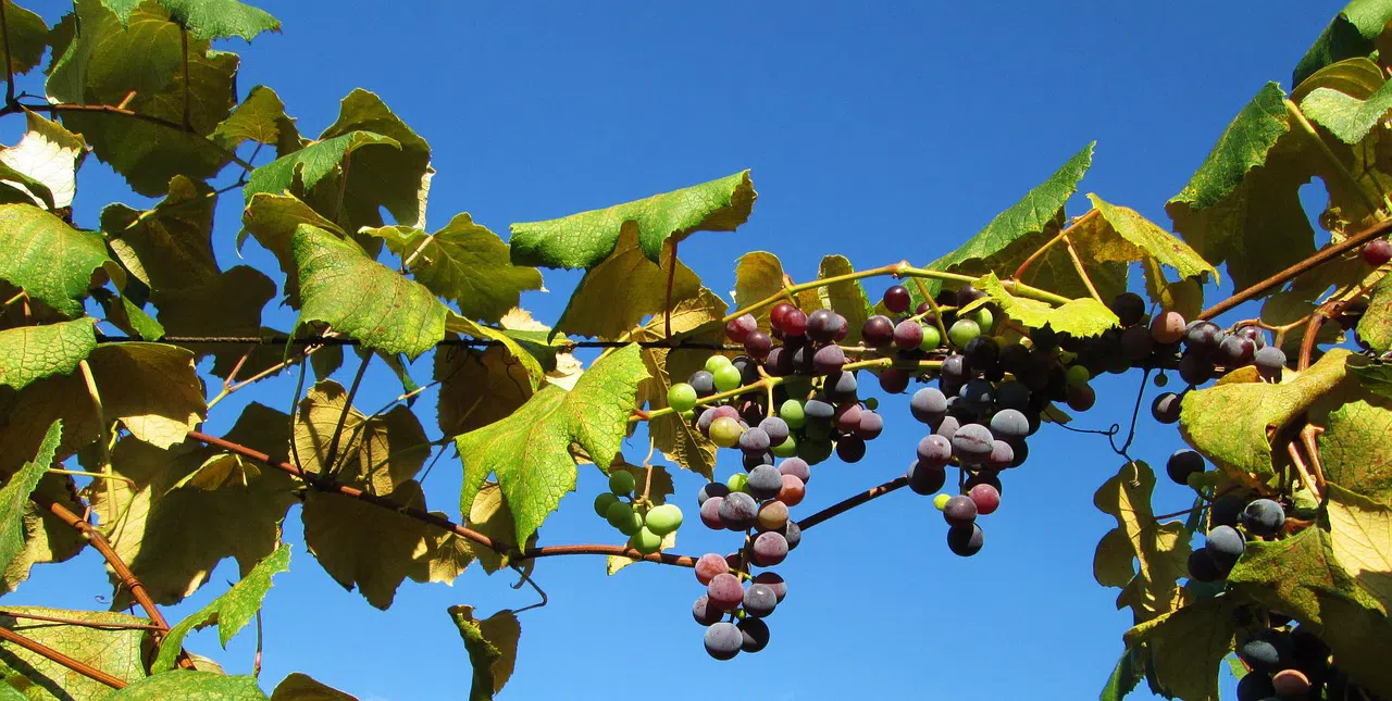 Bird abatement for Florida vineyards forida vineyards faq