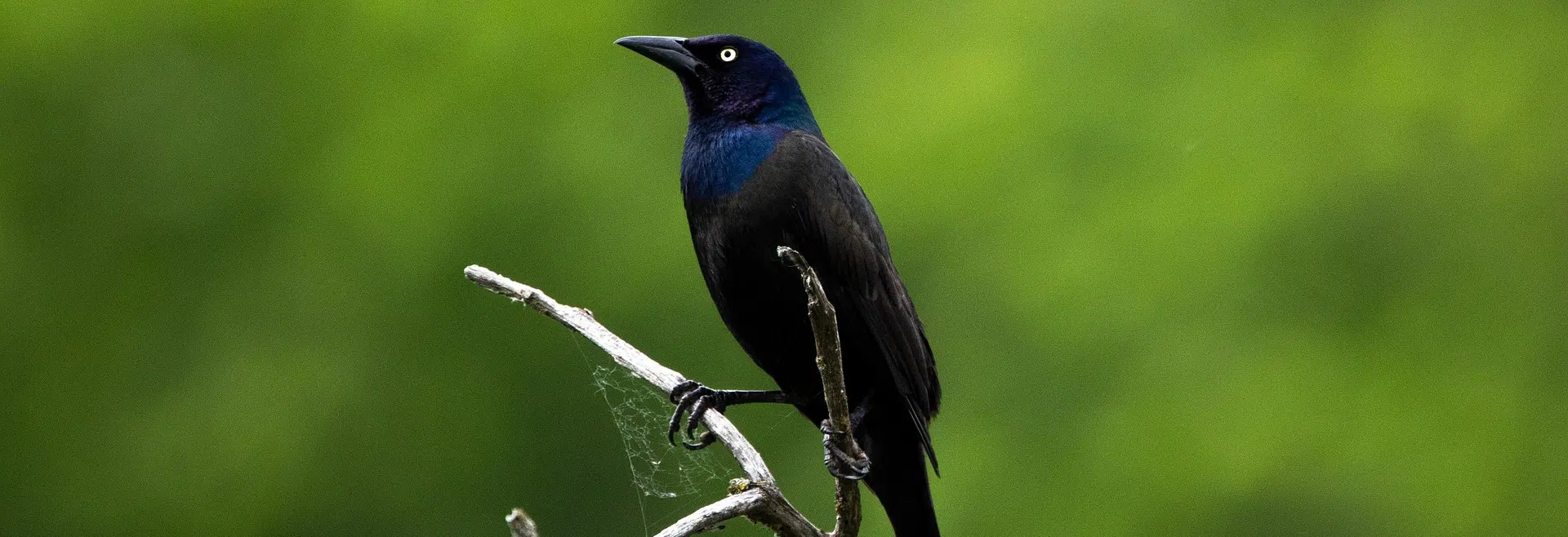 All about Grackles in Florida grackle on branch