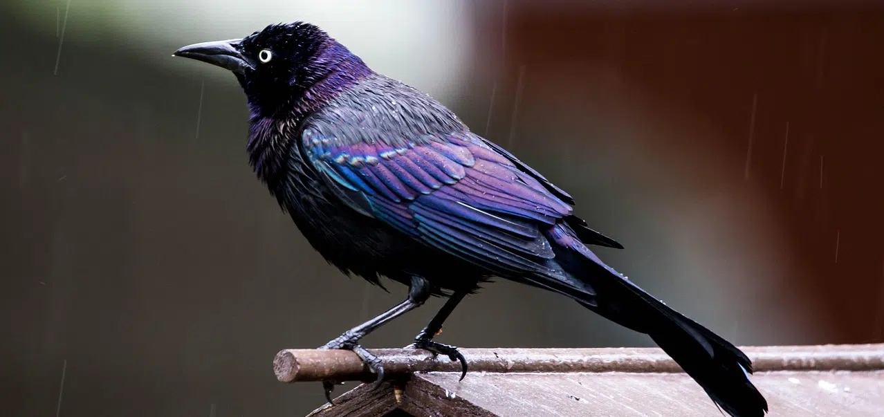 All About Grackles