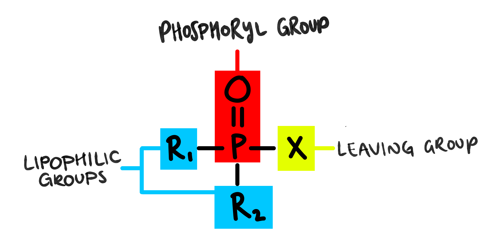 Phospmoryl Group