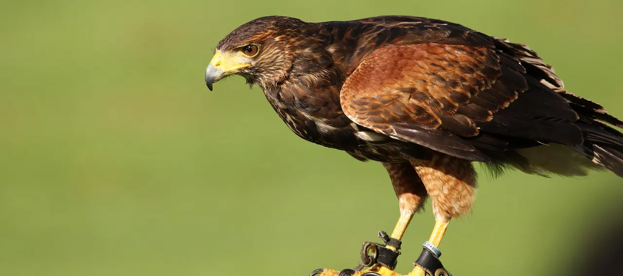 Why are Harris' Hawks used for Falconry?