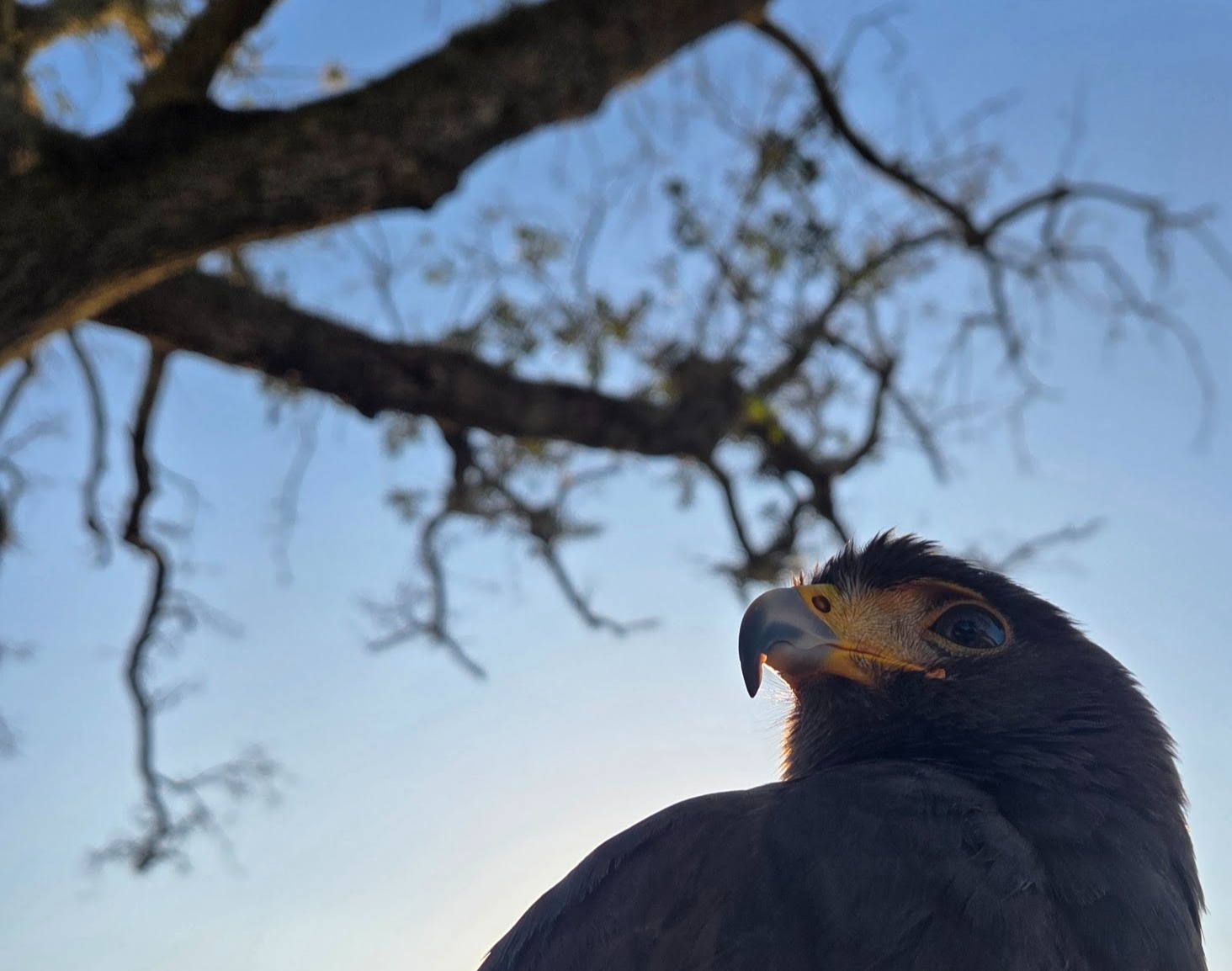 bird of prey