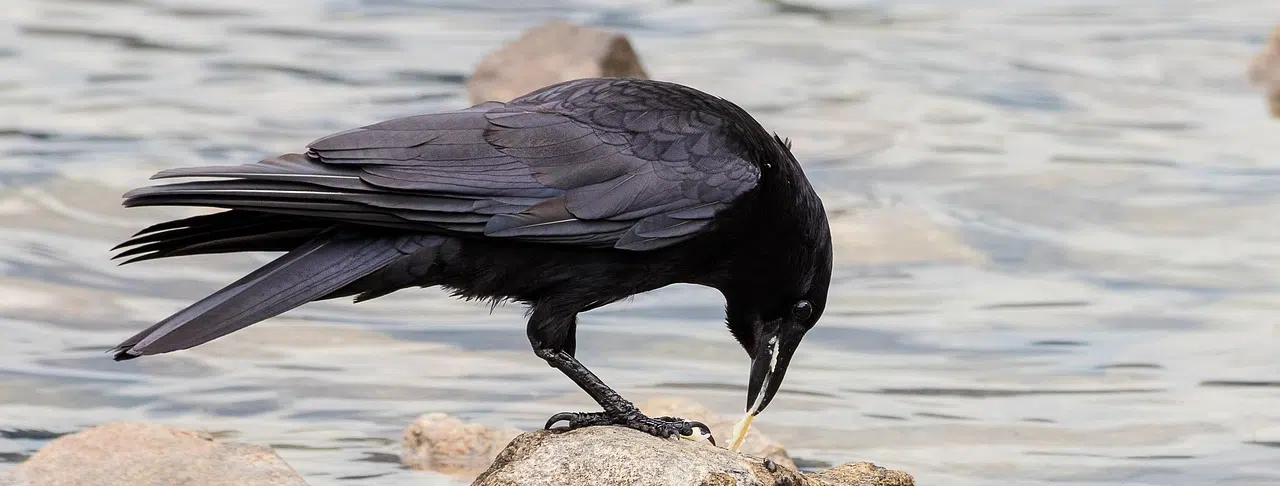 Intelligent crow intelligent crow