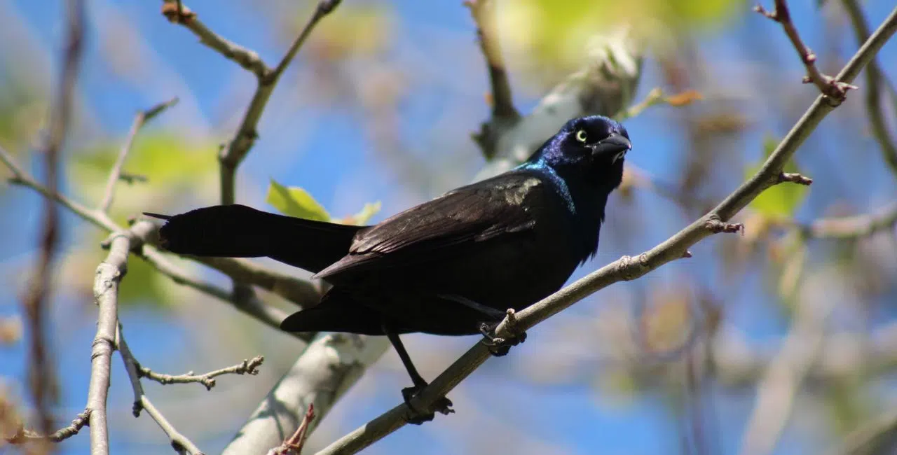 What you need to know about molting grackles