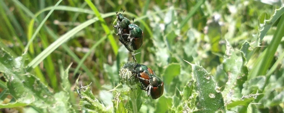Pesticides (Part 1): Types and Toxins