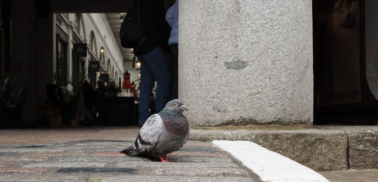 Pigeons in shopping plaza