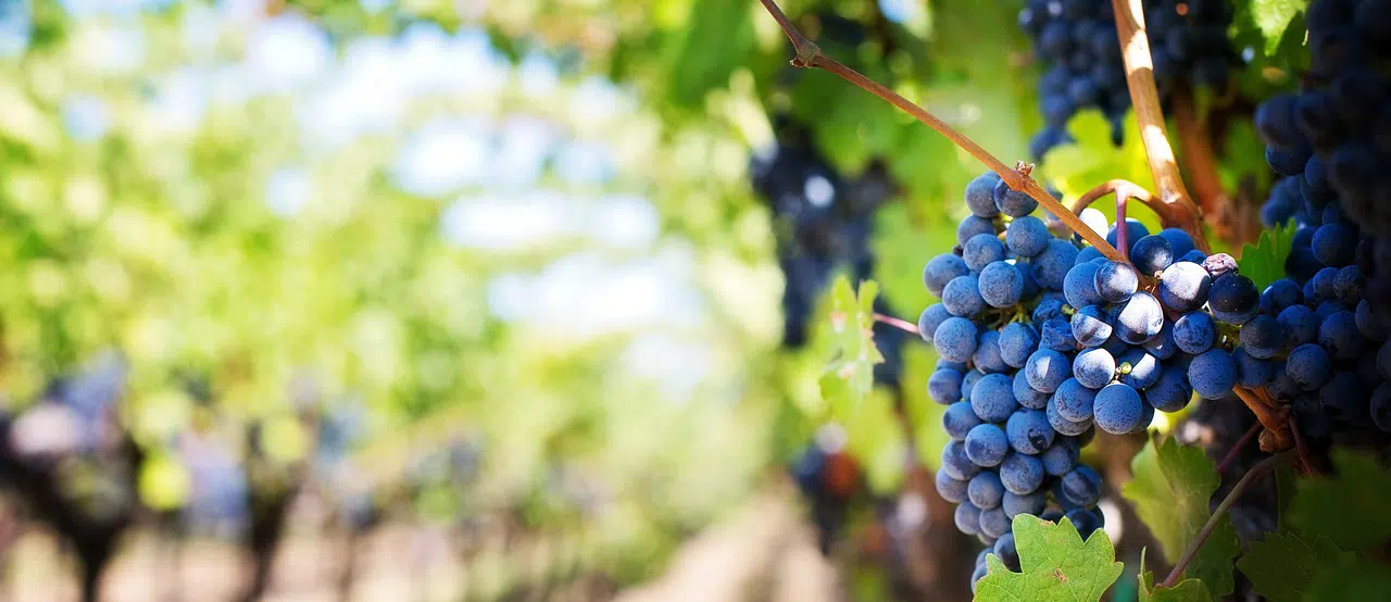 vineyard bird control